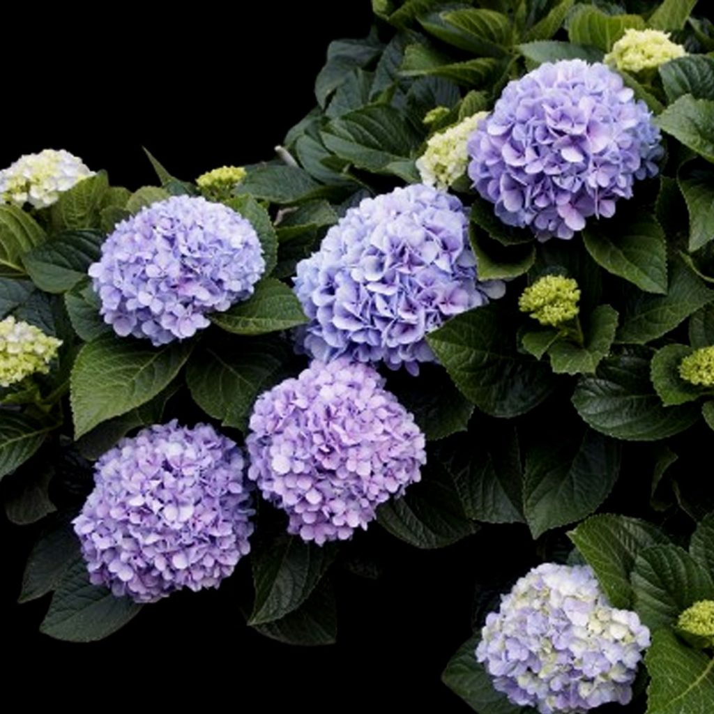Fresh Blue Snowball Flower Wholesale Supply by Sinan Trade