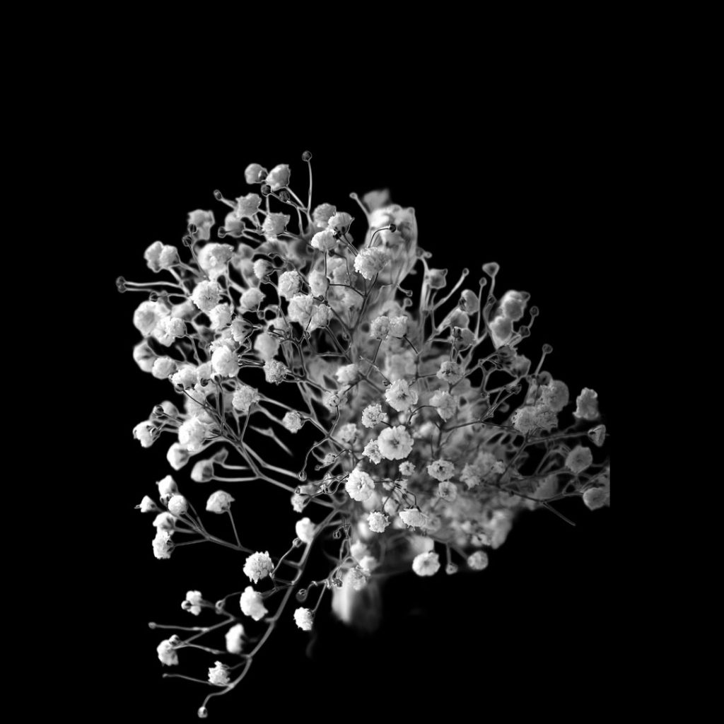 Fresh Gypsophila Flower Wholesale Supply by Sinan Trade