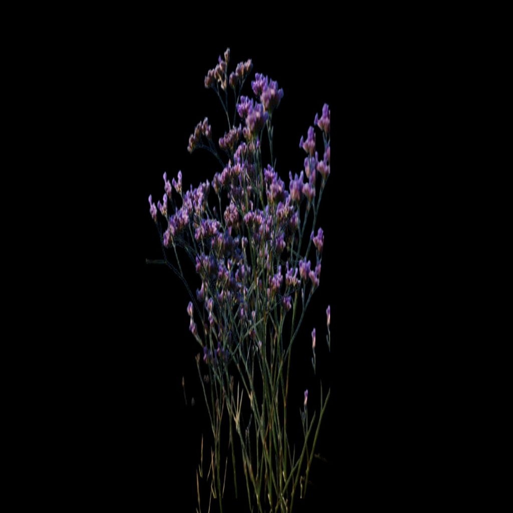 Fresh Limonium Flower Wholesale Supply by Sinan Trade