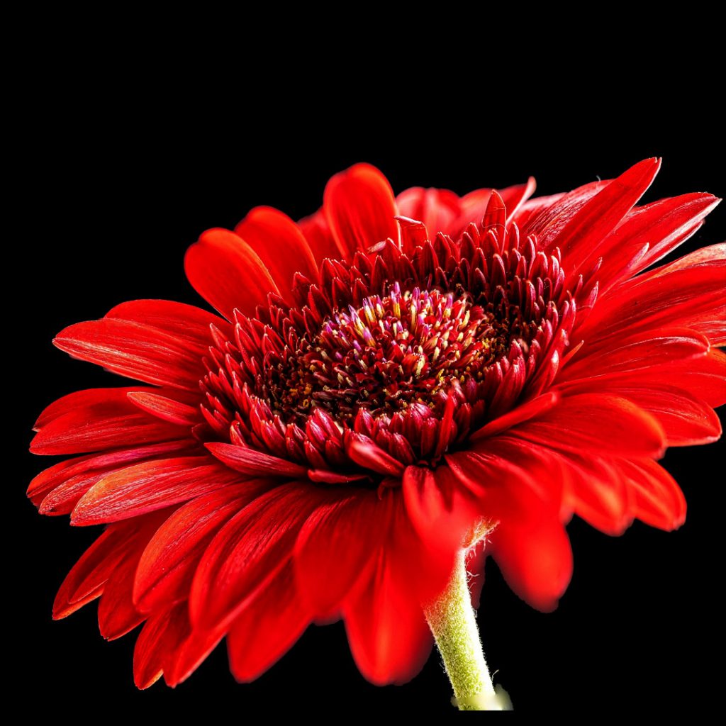 Fresh Red Gerbera Daisy Flower Wholesale Supply by Sinan Trade