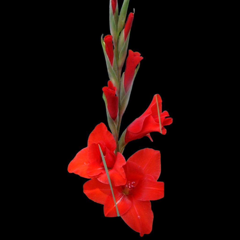 Fresh Red Gladiolus Flower Wholesale Supply by Sinan Trade