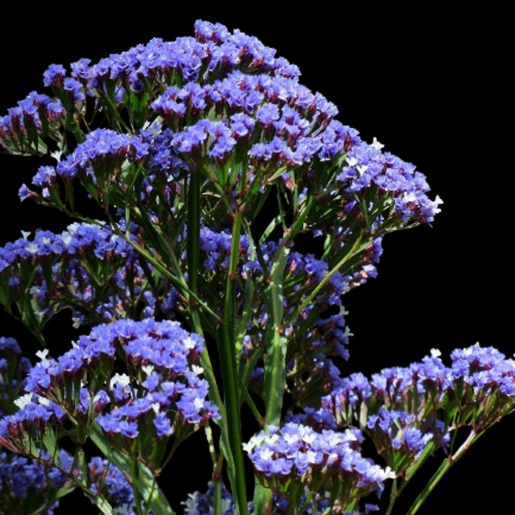 Fresh Statice Flower Wholesale Supply by Sinan Trade