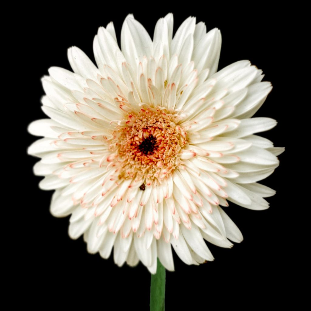 Fresh White Gerbera Daisy Flower Wholesale Supply by Sinan Trade