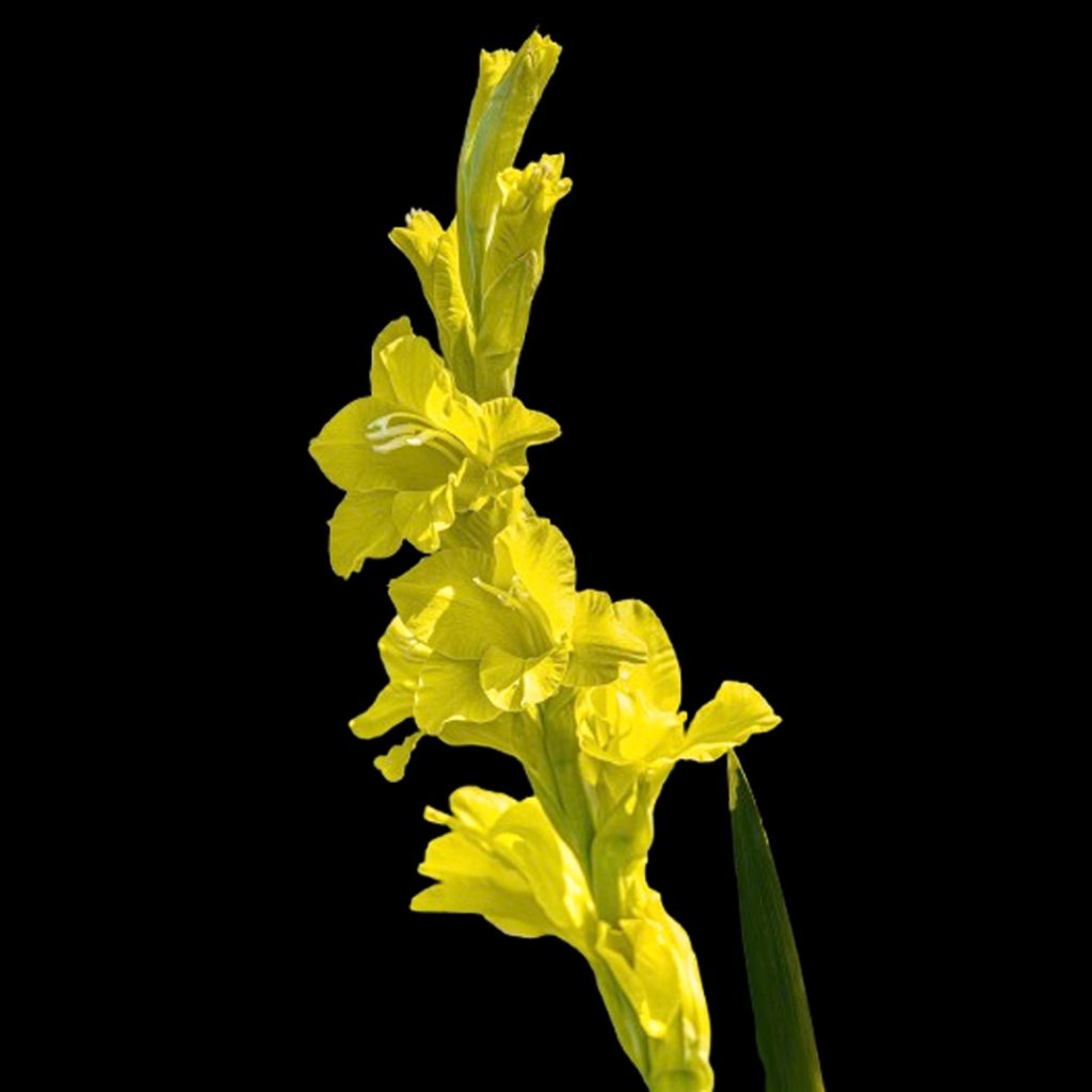 Fresh Yellow Gladiolus Flower Wholesale Supply by Sinan Trade