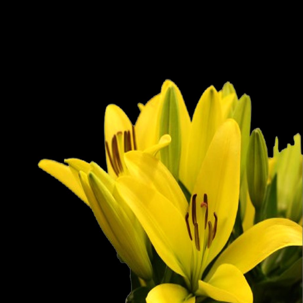 Fresh Yellow Lily Flower Wholesale Supply by Sinan Trade